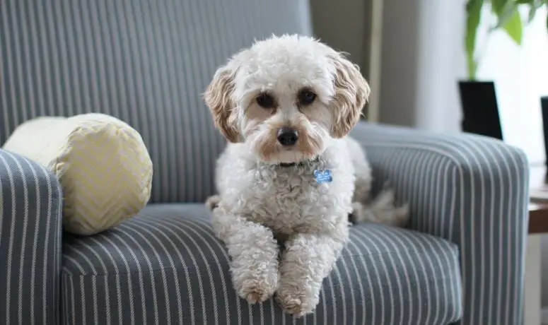 Immagine di cane su divano